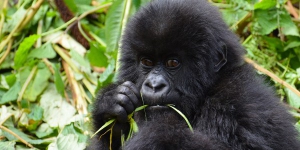 1 Day Rwanda Gorilla Tour, 1 Day Rwanda Gorilla Trek Safari