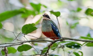 Bird life in Kahuzi-Biega National Park