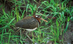 Birding safaris in Lake Mburo National Park