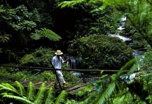 Flora in nyungwe forest national park