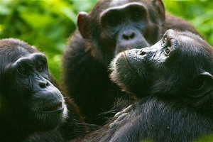 10 Days Uganda Rwanda Gorilla and Wildlife Safari