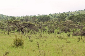 Vegetation in Akagera national park