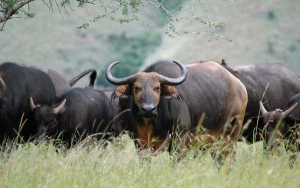 akagera national park wildlife