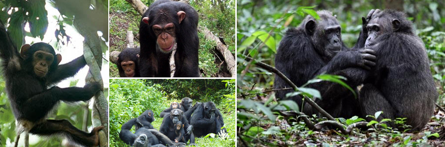 chimp-trekking-kibale