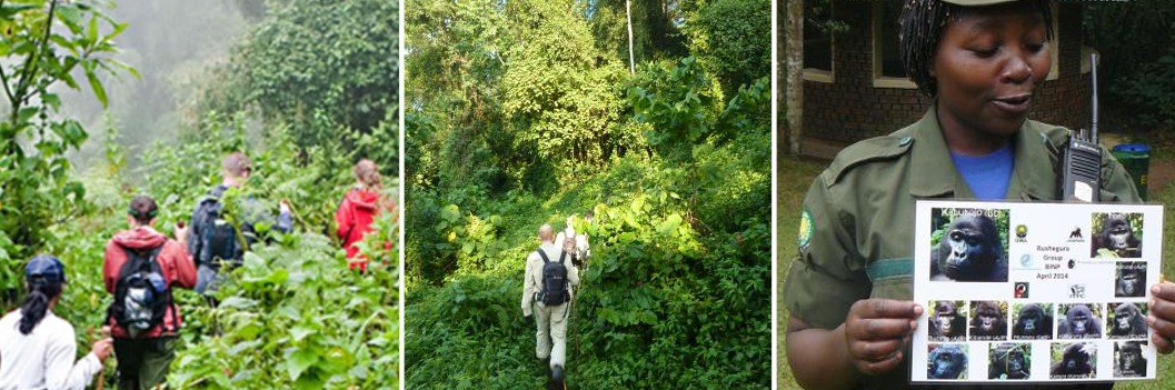 gorilla-trekking-in-bwindi