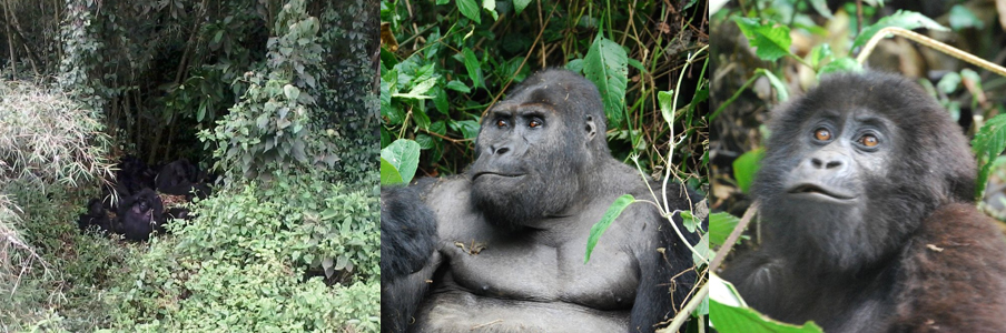 lowland-gorillas-kahuzi-beigan-np