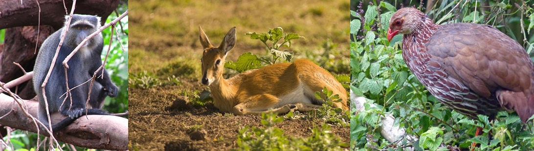 wildlife-mount-elgon
