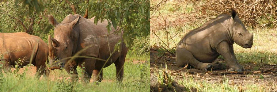 ziwa-rhino-sanctuary