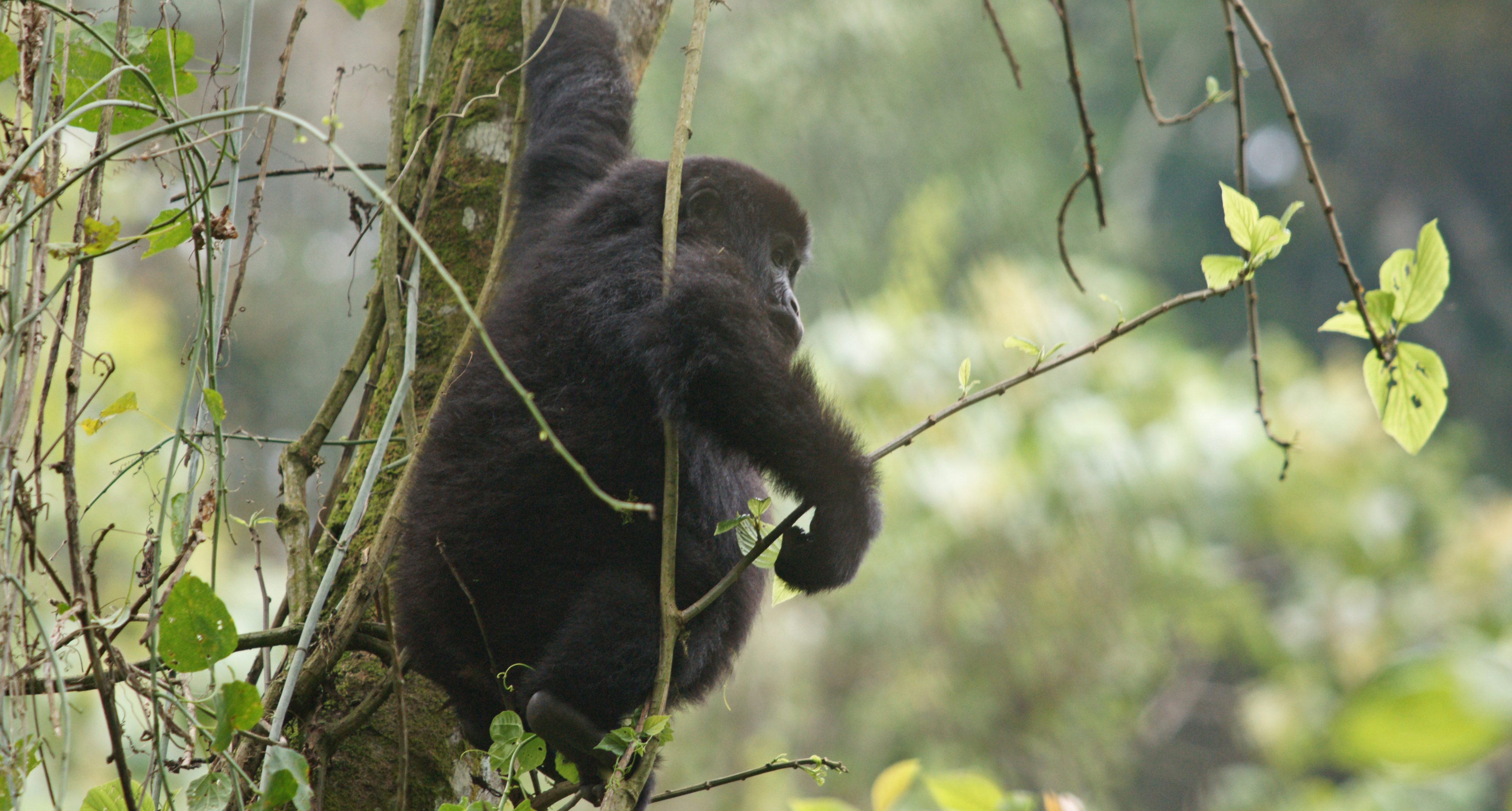 Gorilla trekking Bwindi