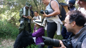 Africa gorilla safari