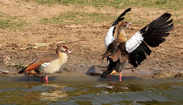 Birds in Queen Elizabeth national park
