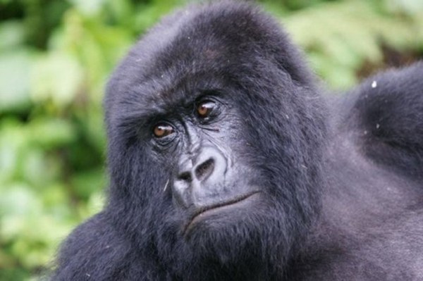 National Parks of Uganda