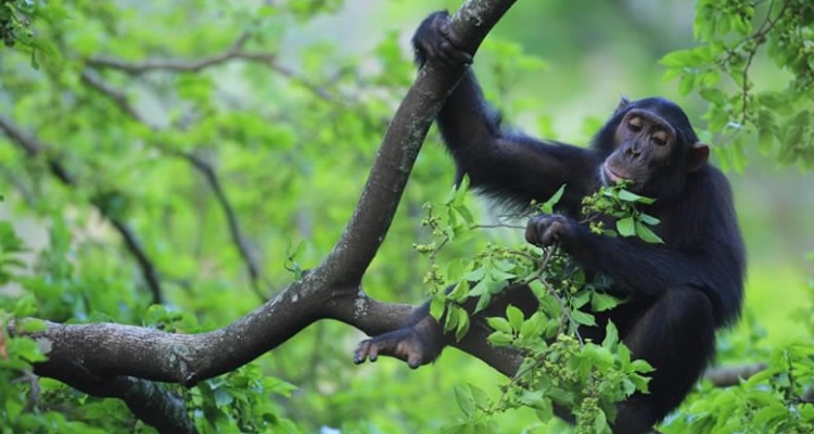 Kibale National Park