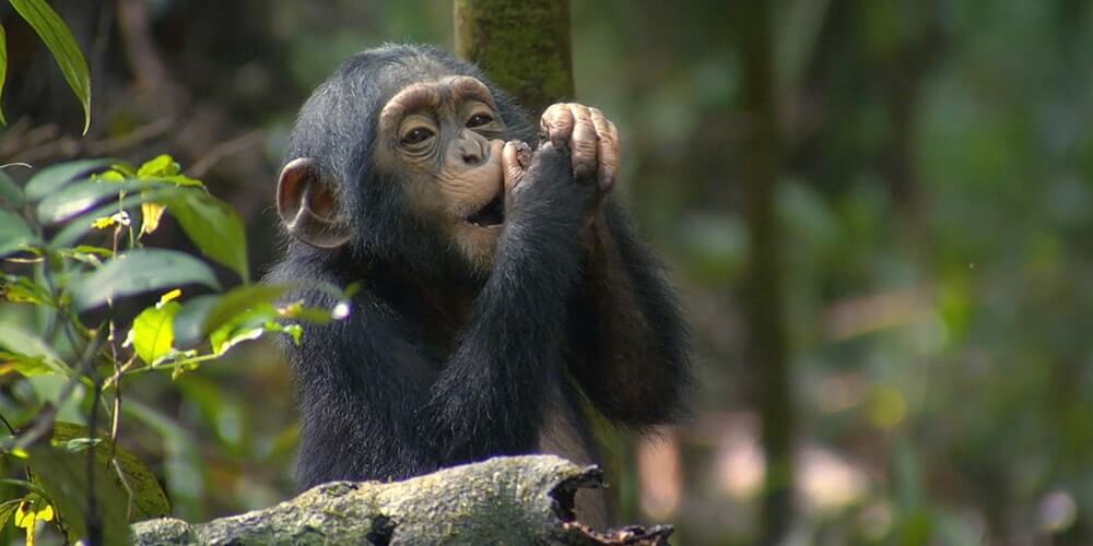 3 Days Kibale Chimpanzee Trekking in Uganda