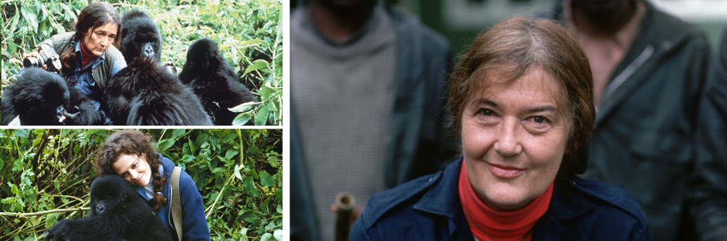 Dian Fossey Hike in Volcanoes National Park 