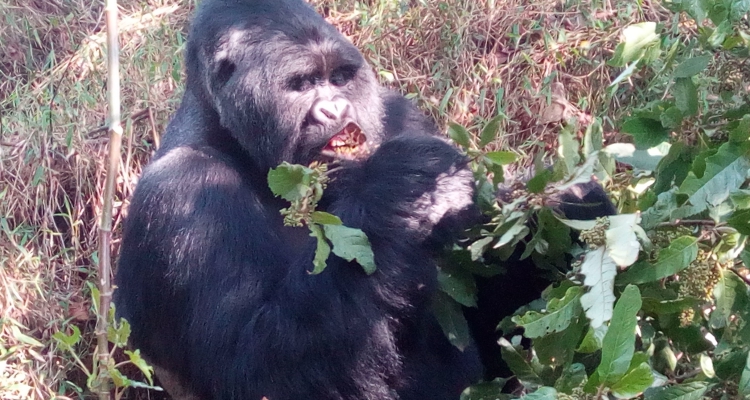 Gorilla safari tours in Uganda