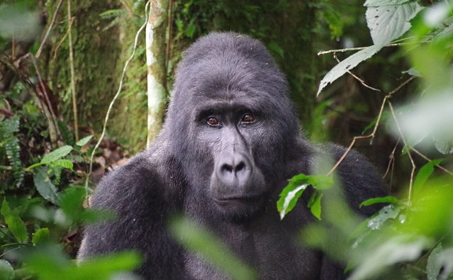 gorilla safari tours