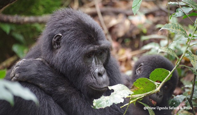 Gorilla safari tours