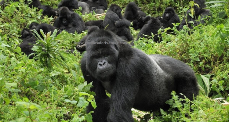 Mgahinga Gorillas