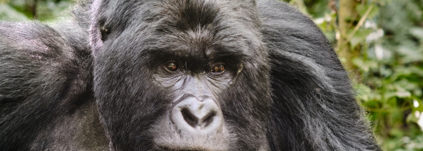 Questions and answers about Mountain gorilla trekking in Uganda