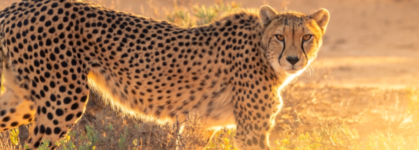 Facts about the cheetah; the world’s fastest but weakest mammal - Kidepo National Park