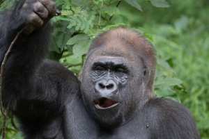 Gorilla Trekking Congo, Congo Gorilla Safari Tours