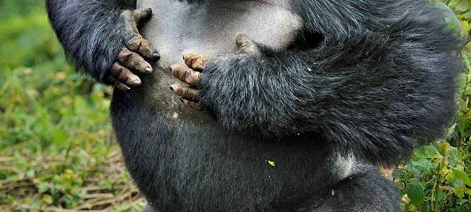 Gorilla Trekking In Uganda Bwindi National Park & Mgahinga | Uganda Gorilla Tours | Uganda Gorilla Safari Trips