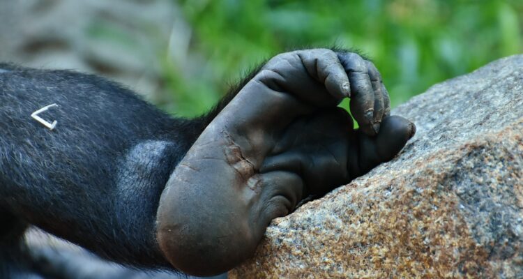 12 Days Rwanda Safari Tour, Gorilla Trekking, Wildlife Safari in Rwanda, Chimpanzees, Community Cultural Rwanda Tours