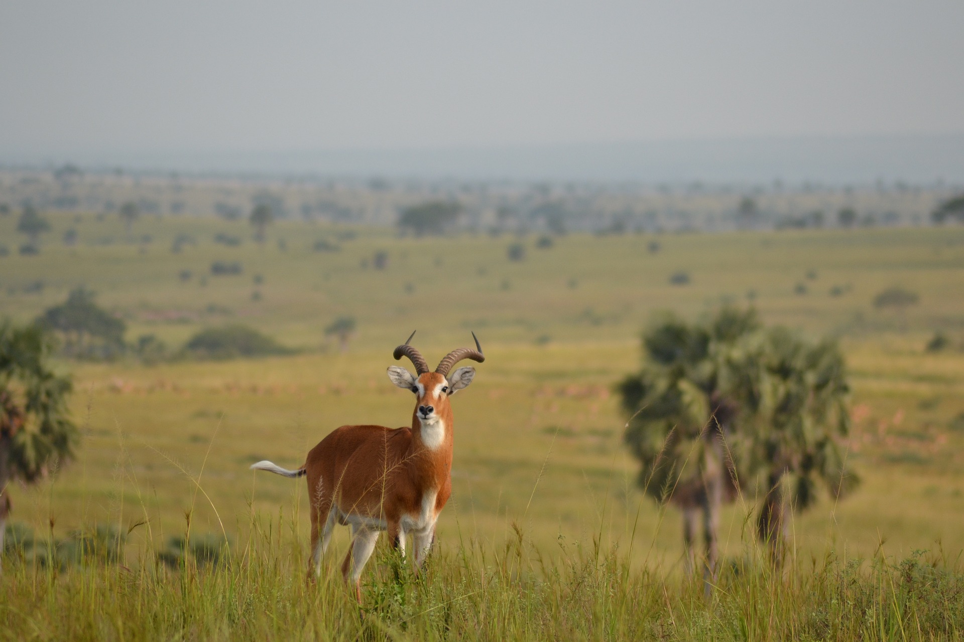 Uganda National Parks