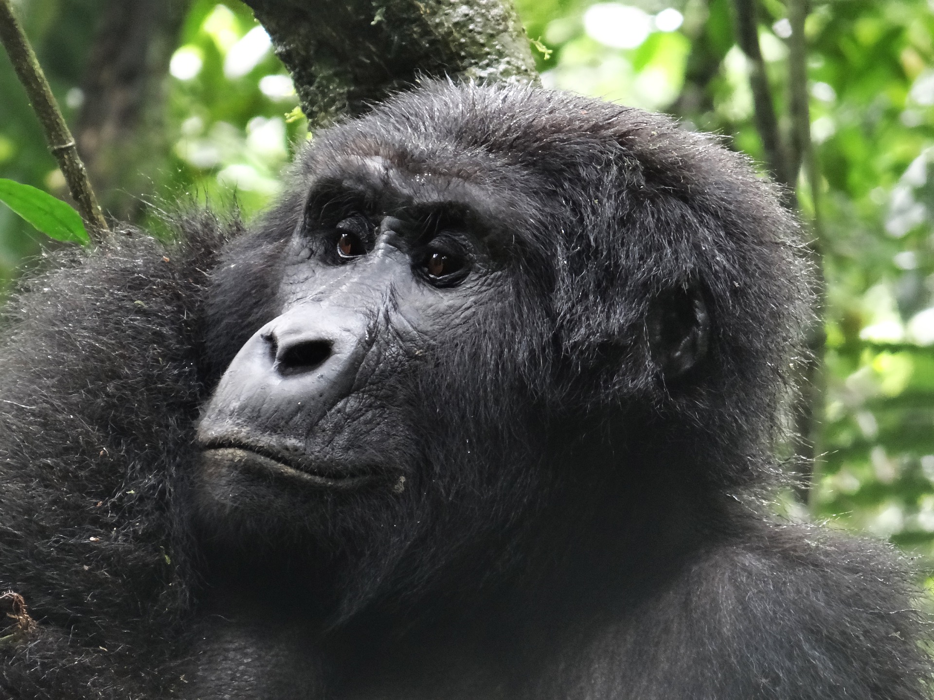 Gorilla Trekking in Bwindi