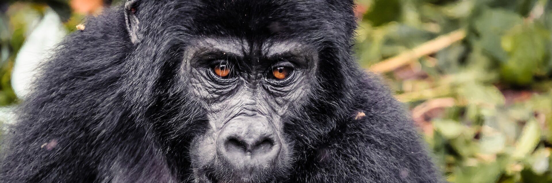 3 Days Uganda Gorilla Trekking Tour Bwindi, Uganda Gorilla Safari