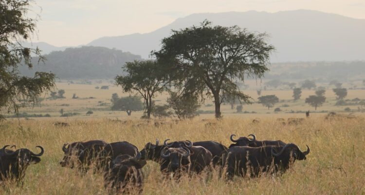 4 Days Uganda Safari Tour, Gorilla Trekking In Bwindi & Wildlife In Queen Elizabeth National Park