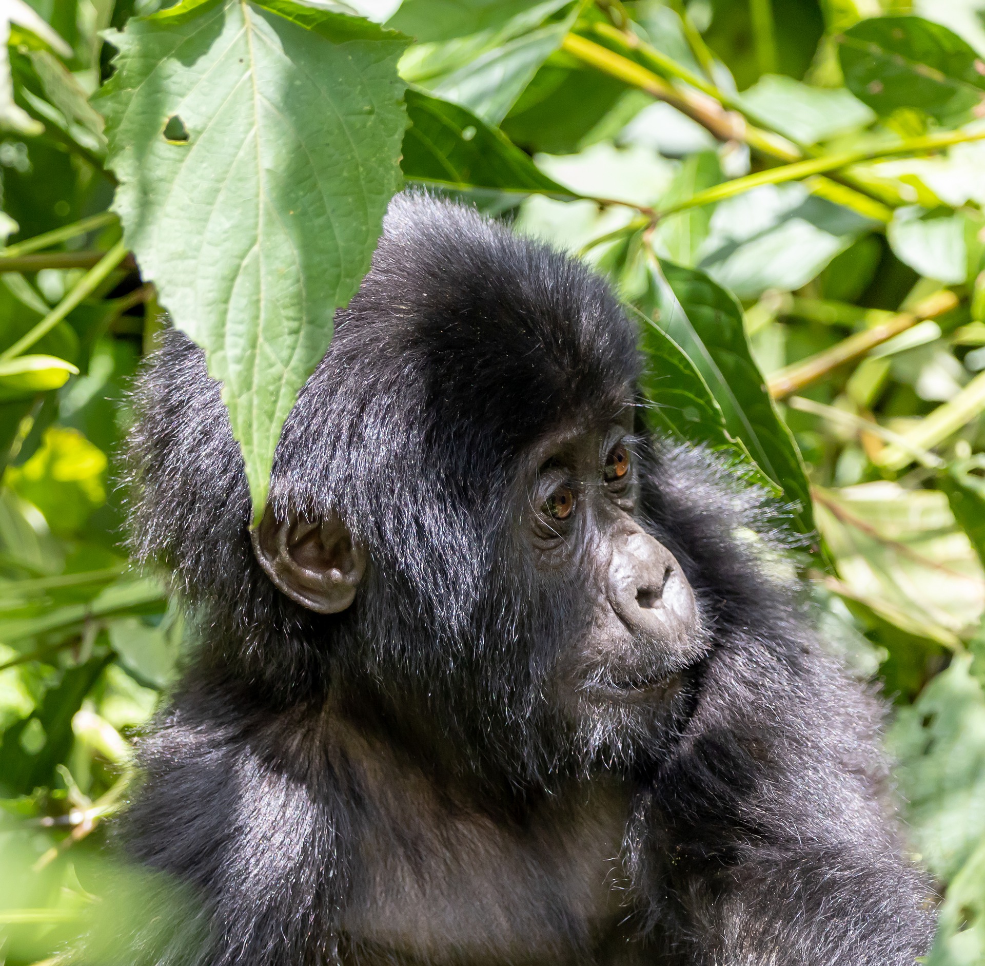 Volcanoes National Park