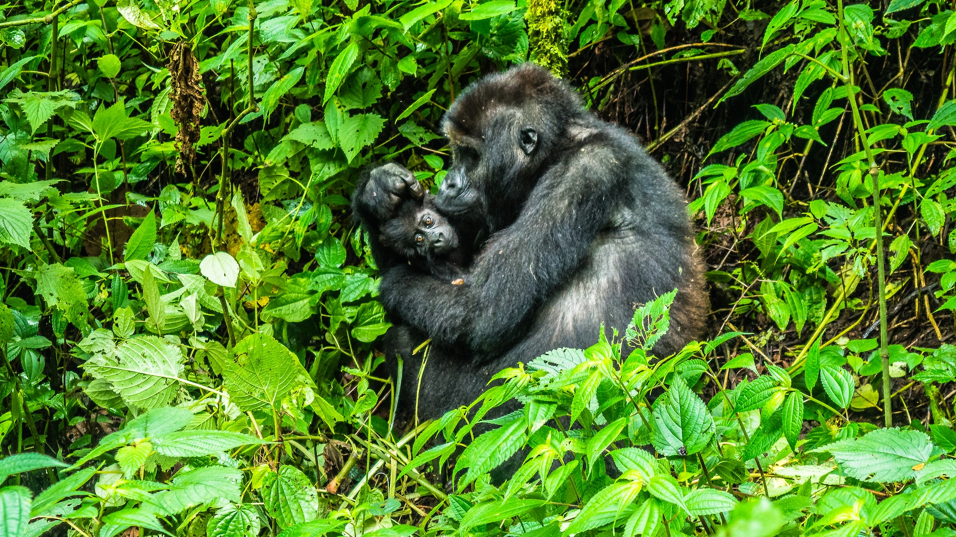 Congo National Parks