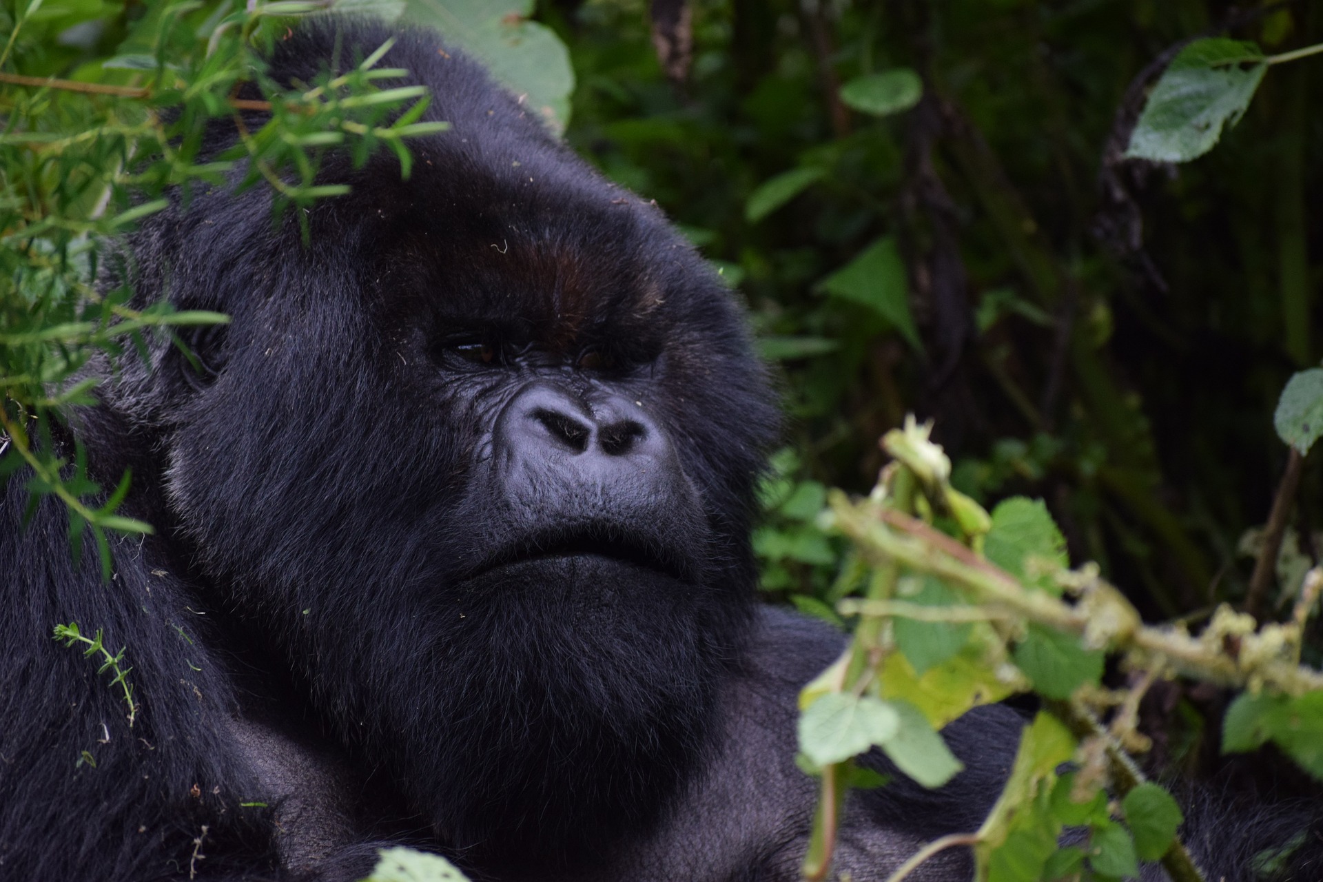 Rwanda Holiday Types