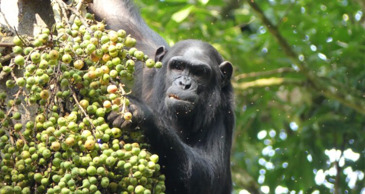 Wildlife Safaris in Rwanda
