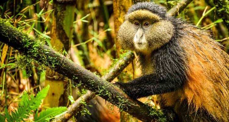 Golden Monkeys are visible while on a Rwanda Wildlife Safari