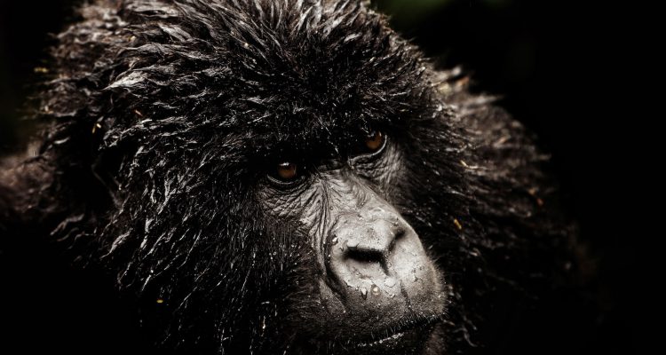 Rwanda Gorilla Tours, Gorilla Trekking Safari In Rwanda Tours