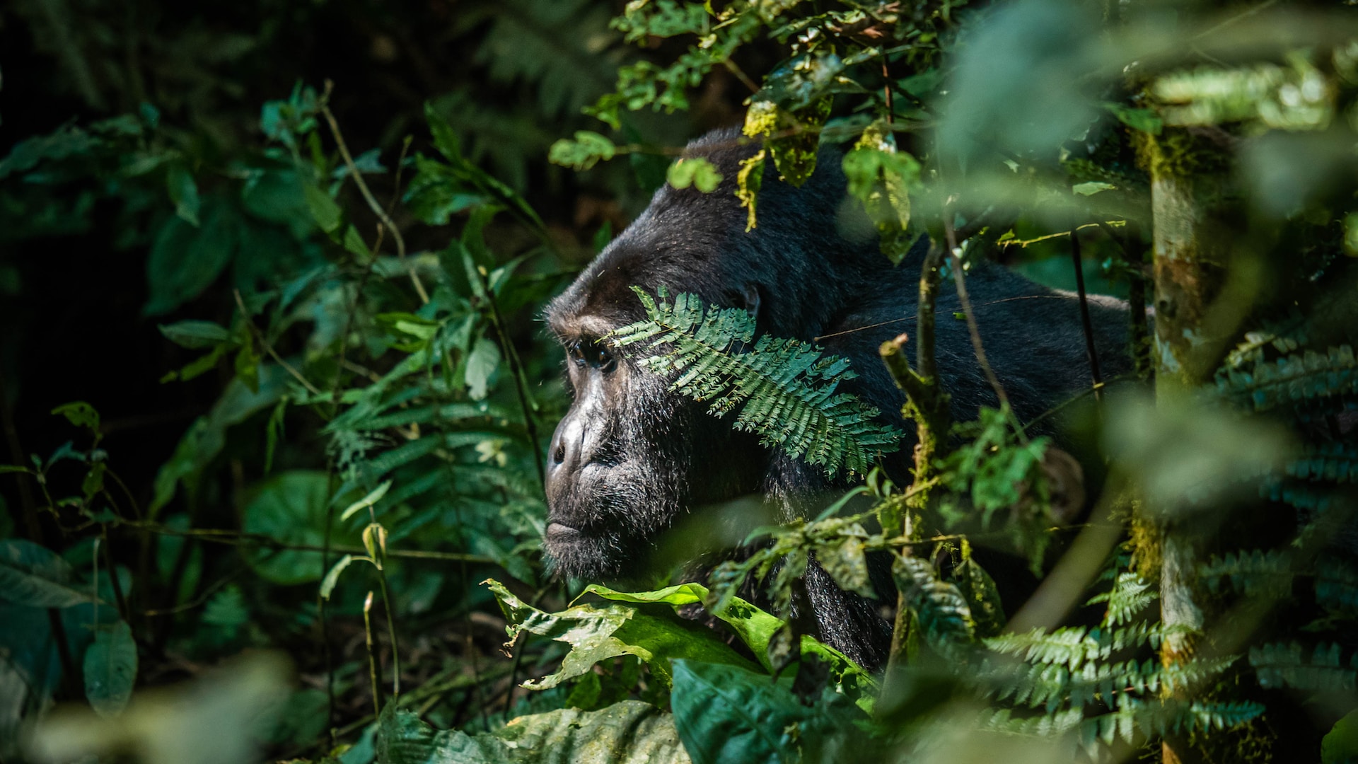 Things to Do in Rwanda