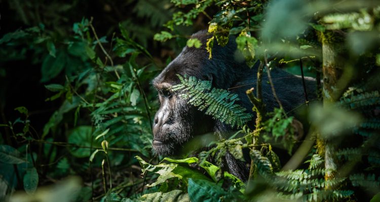 Uganda Rwanda Safaris & Gorilla Trekking Tours