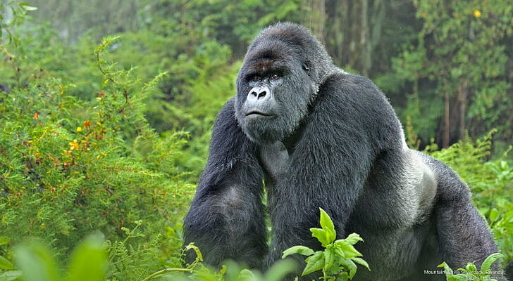 Rwanda Gorilla Safaris