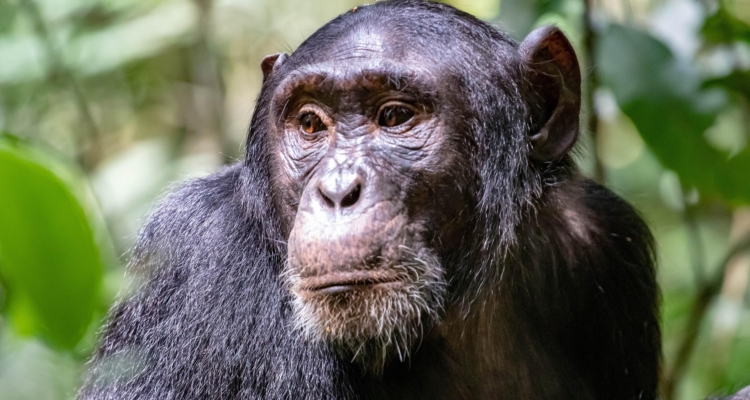 Chimpanzee trekking