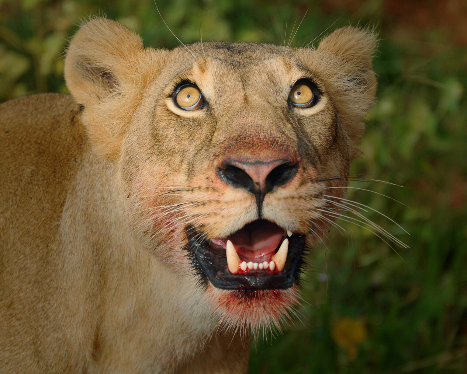 Rwanda Safari Holidays