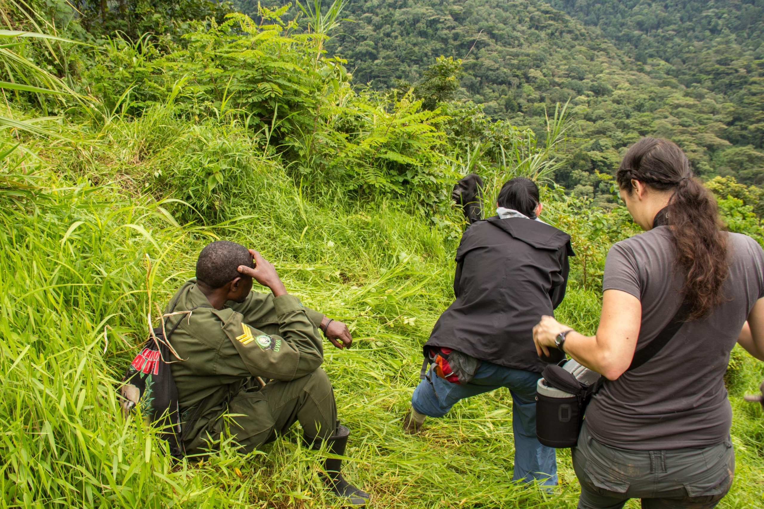 Uganda Gorilla Trekking Safaris