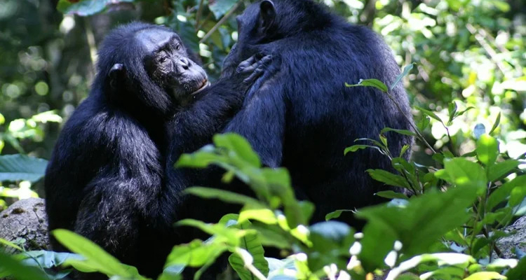 Nyungwe National Park