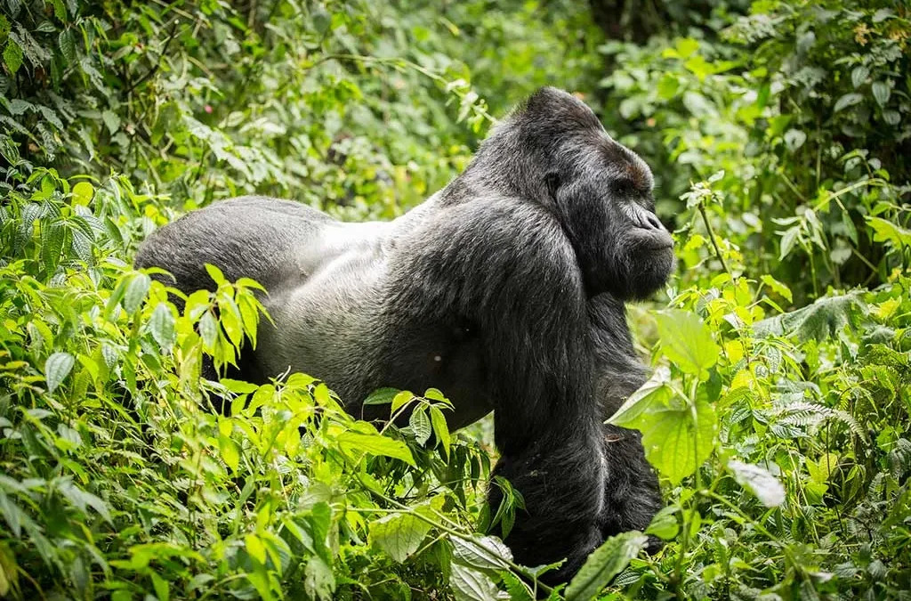 Gorilla Trekking safaris in Africa