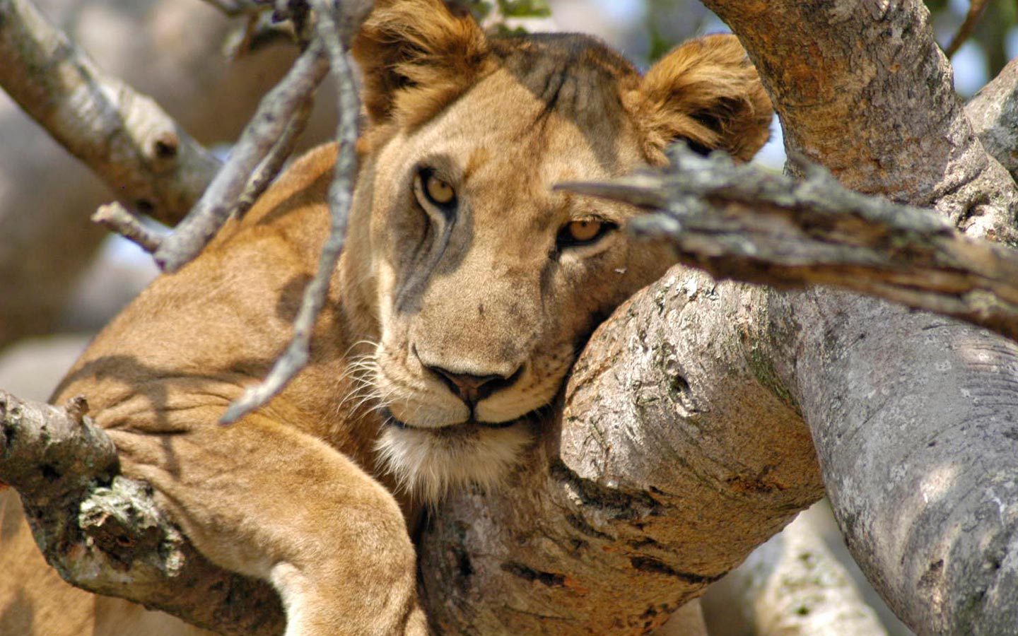 Accessing Queen Elizabeth National Park